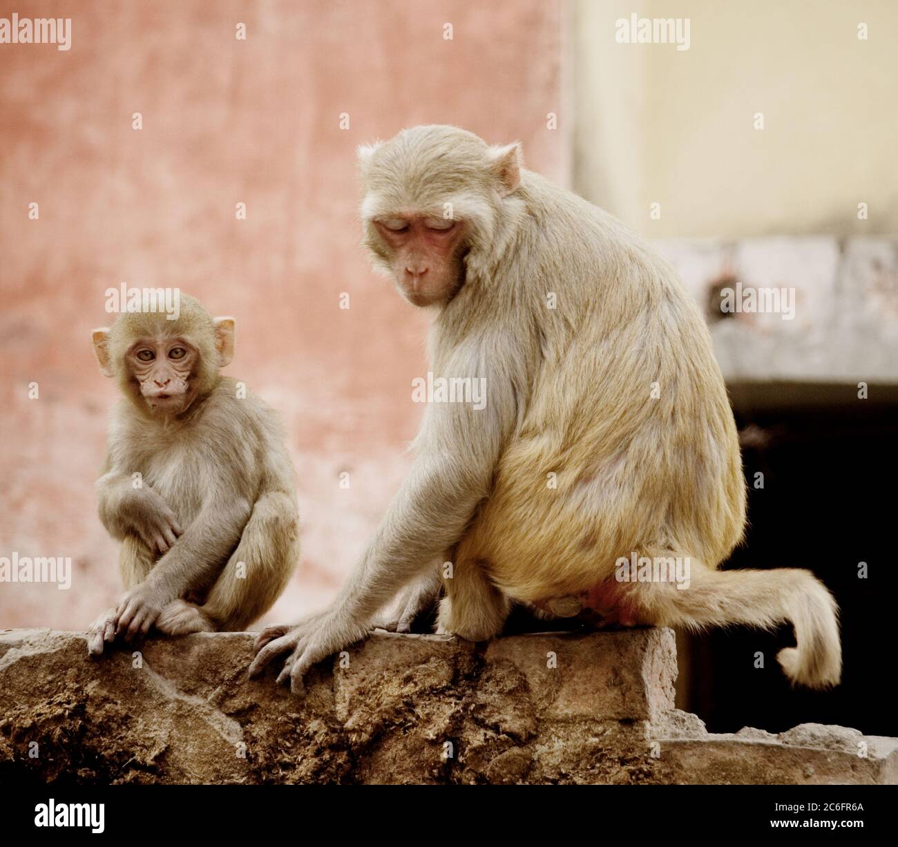Madre e bambino rhesus macaque scimmie, Varanasi, India Foto Stock