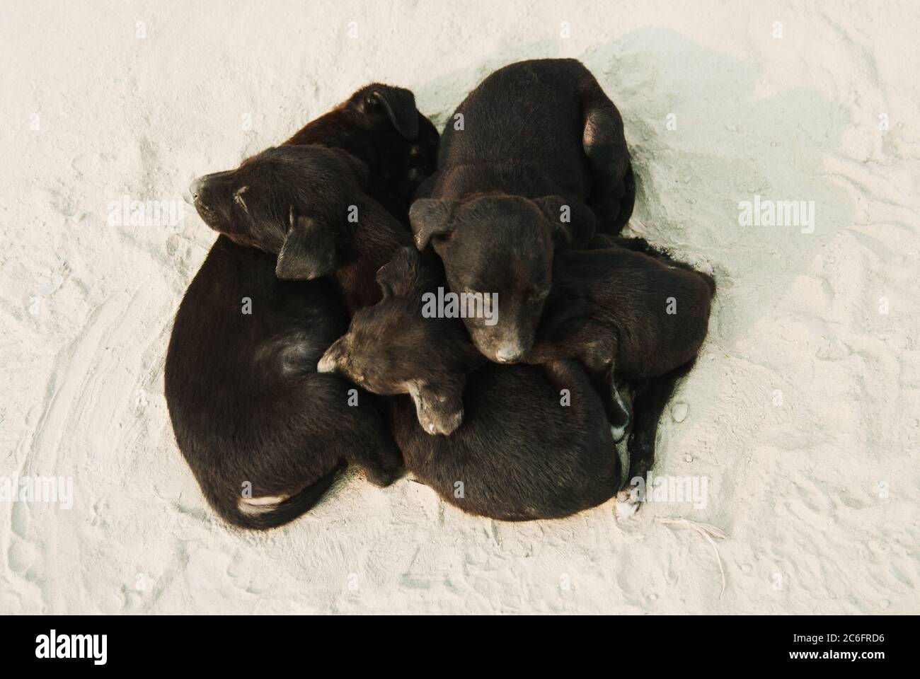 Cucciolata di cuccioli per le strade di Varanasi, India Foto Stock