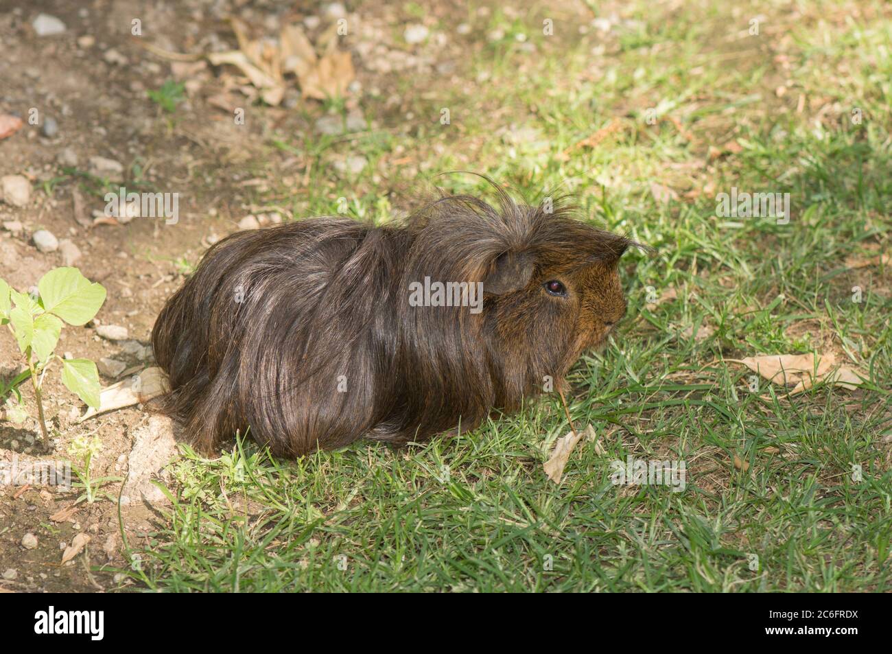 Cavia di maiale, cavia di capelli lunghi che vagano liberamente nel parco in Spagna. Foto Stock