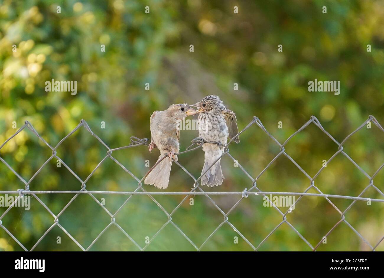 Casa passera che alimenta un giovane flycatcher punteggiato appollaiato su recinzione. Spagna. Foto Stock
