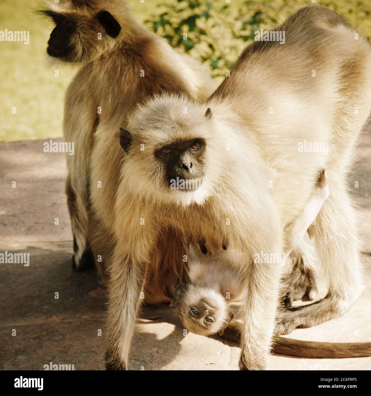 Scimmie Langur, Agra, India Foto Stock