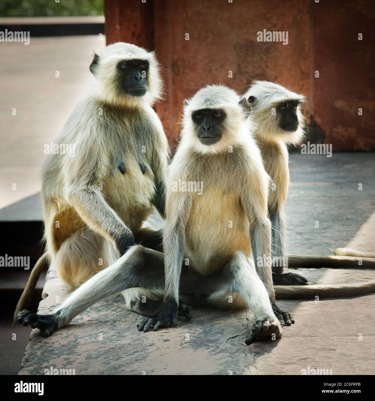 Scimmie Langur, Agra, India Foto Stock