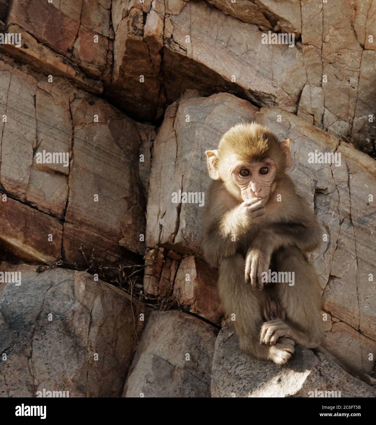 Scimmia macaque di Rhesus del bambino a Galta Ji della scimmia, il Tempio della scimmia vicino alla città rosa, Jaipur, Rajasthan, India Foto Stock