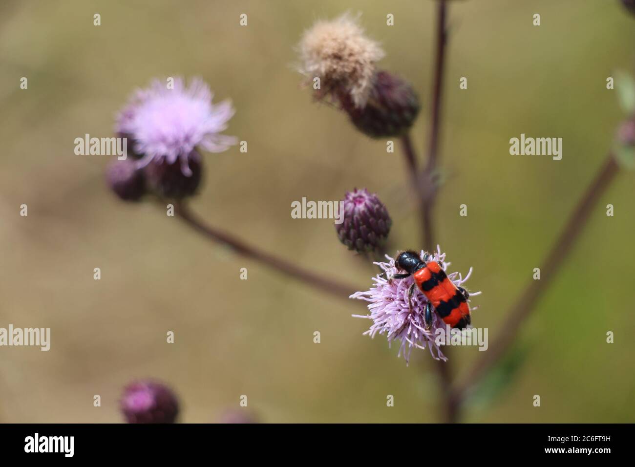 Un coleottero che mangia le api: Trichodes apiarius Foto Stock