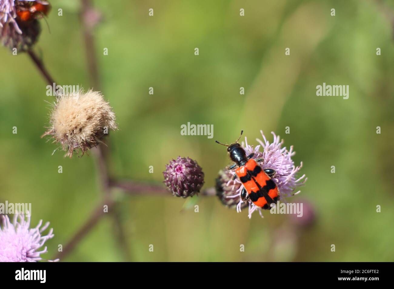 Un coleottero che mangia le api: Trichodes apiarius Foto Stock