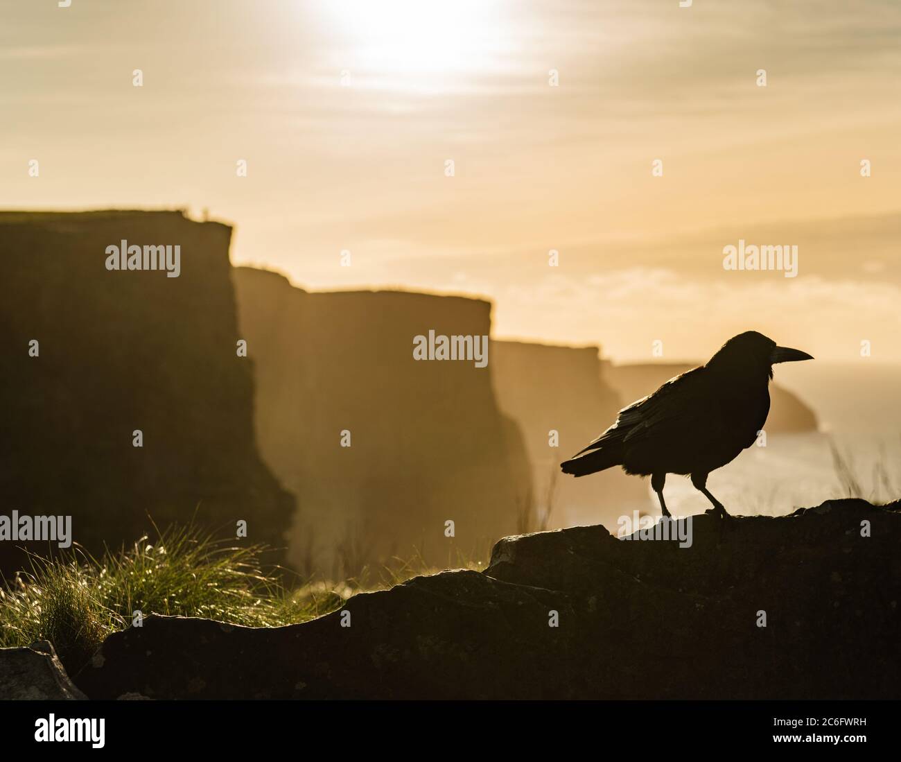 Profilo a corvo di fronte alle scogliere di Moher, Irlanda Foto Stock