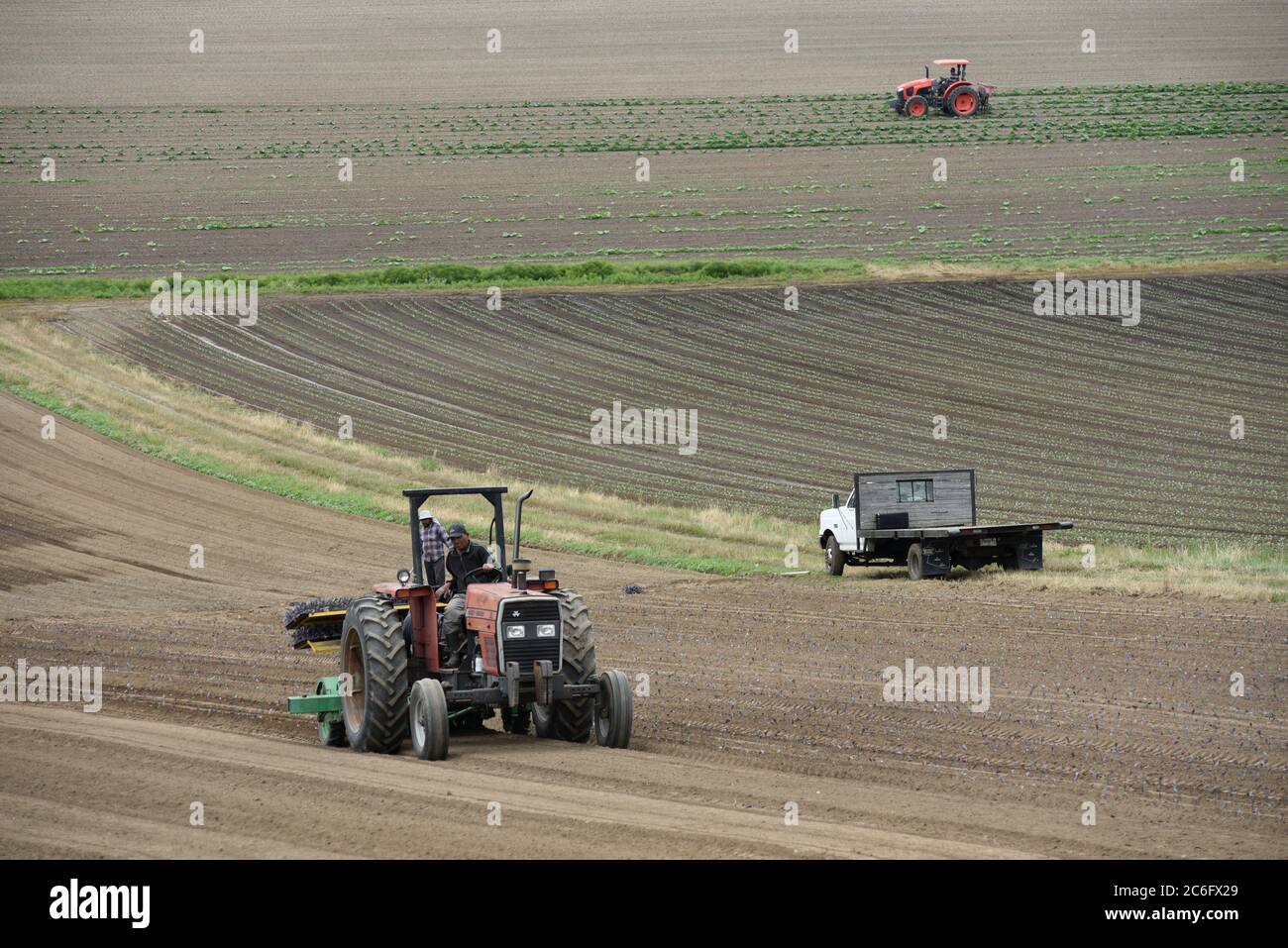 I lavoratori agricoli sui trattori coltivano colture nei campi di Michel Farms nel centro di Saanich, British Columbia, Canada, sull'isola di Vancouver. La fattoria cresce Foto Stock