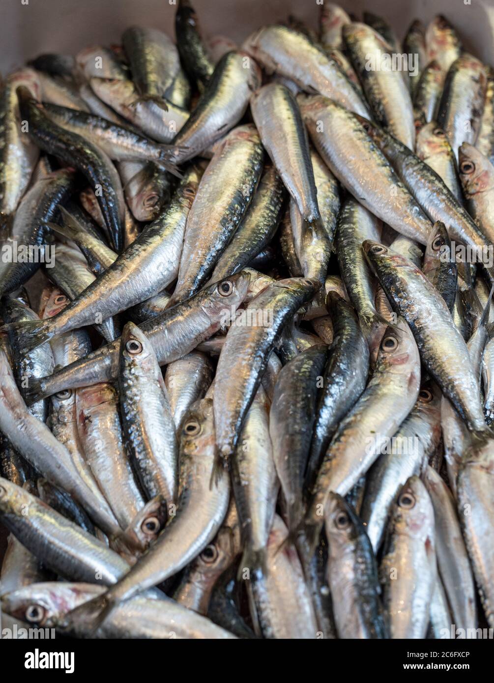 Sgombri freschi in mostra alla Perscheria Brunelli, situata in Via Drapperie. Bologna, Italia. Foto Stock