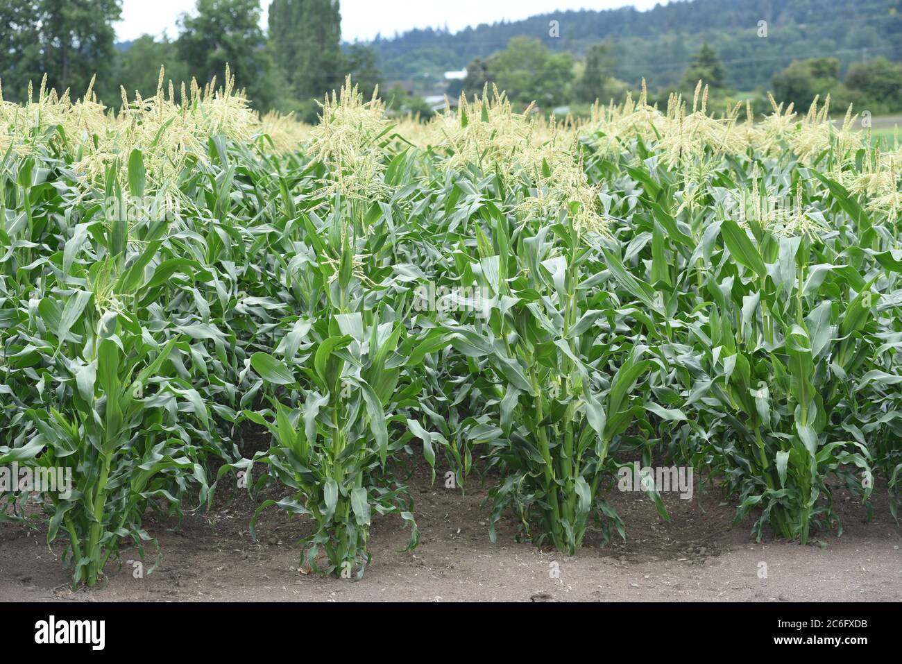 Giovani piante di mais crescono nei campi di Michel Farms nel centro di Saanich, British Columbia, Canada, sull'isola di Vancouver. L'azienda agricola cresce una varietà di verdura Foto Stock