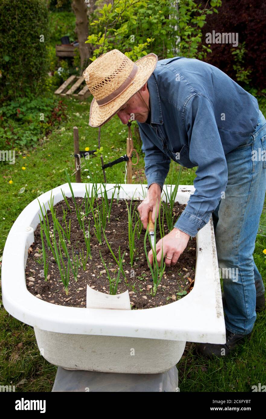 Giardiniere maschile senior tendente cipolle piantate in un bagno sollevato all'aperto Foto Stock