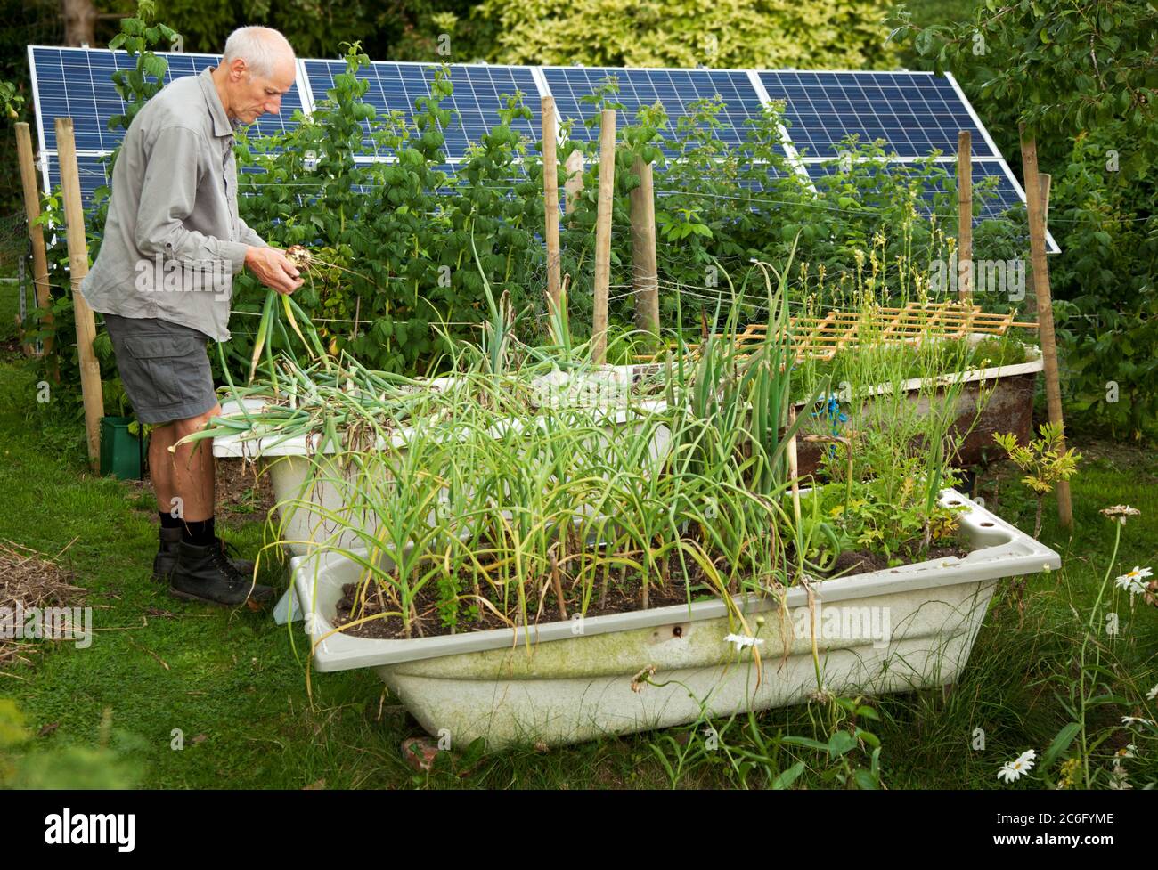 Giardiniere maschile senior che raccoglie cipolle cresciute in un bagno rialzato terra piena Foto Stock