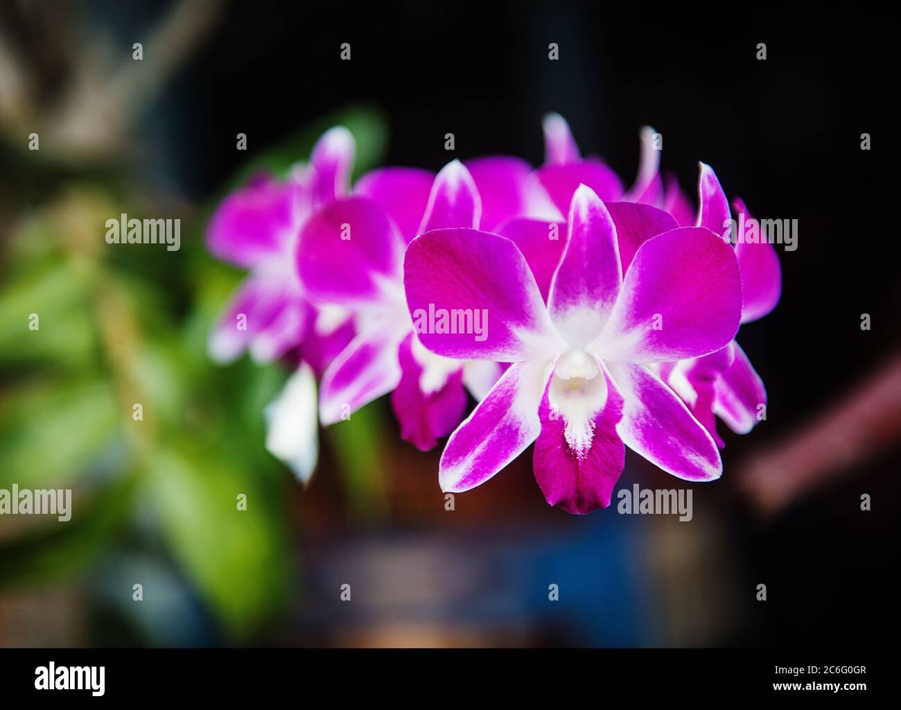 Orchidea rosa che cresce sull'isola di Don Det, quattromila isole, si Phan Don, Laos, Sud-est asiatico Foto Stock