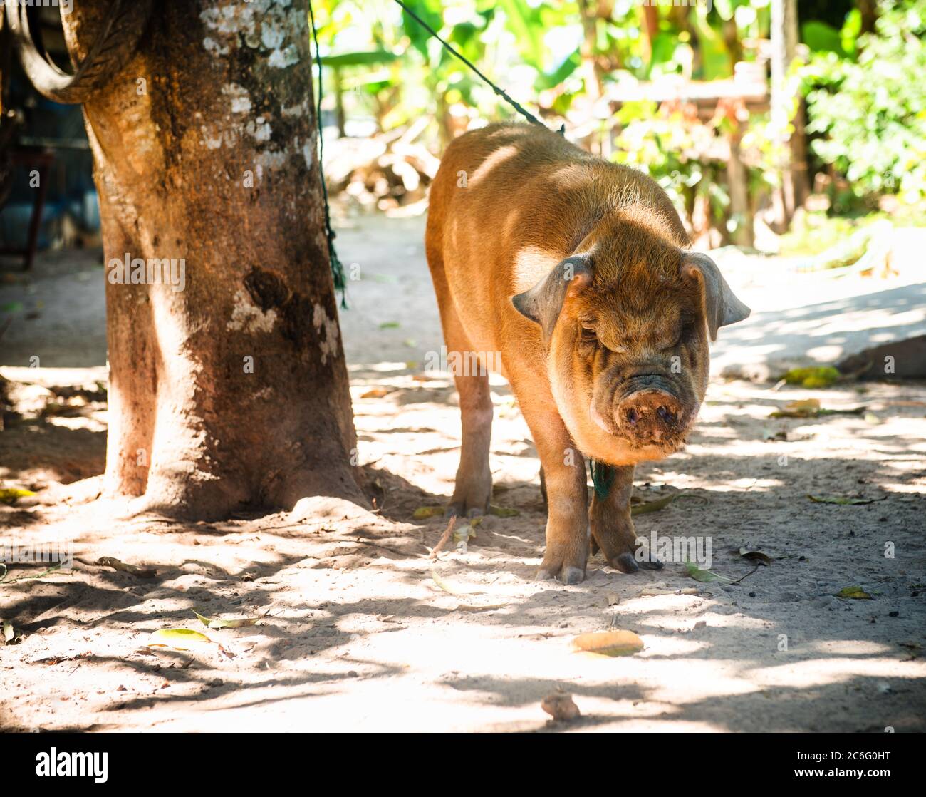 Maiale domestico sull'isola di Don Det, quattromila isole, si Phan Don, Laos, Sud-est asiatico Foto Stock