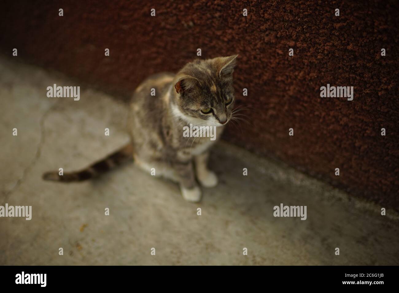 bella grigio con macchie bianche e marroni gattino seduto vicino all'edificio Foto Stock