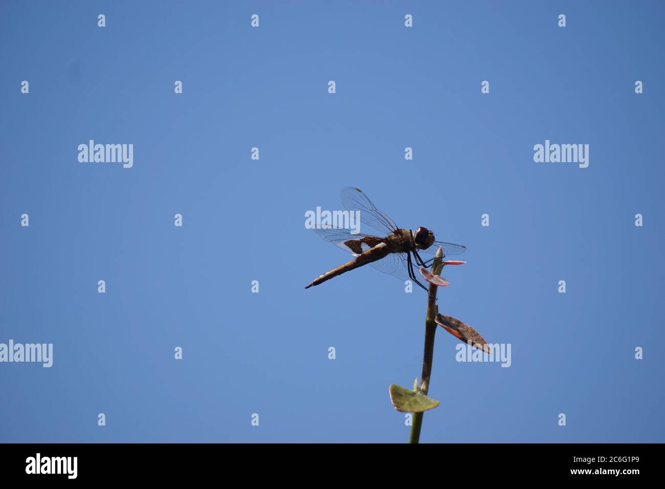 Dragonfly alla fine di un gambo Foto Stock