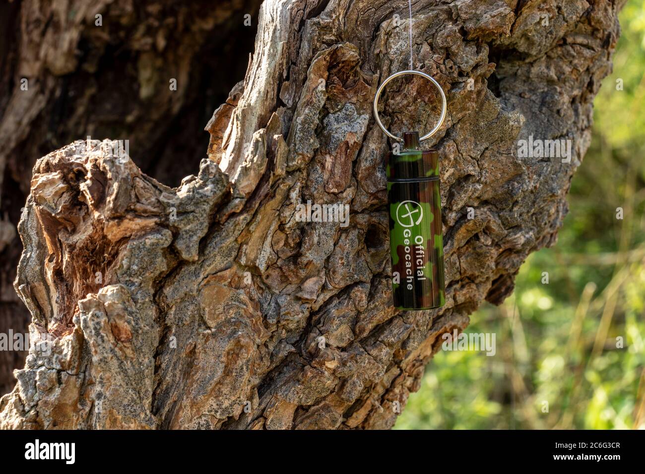 Un contenitore di geocaching nascosto in un moncone di albero cavo. La cache è sospesa da un filo di nylon. Foto Stock