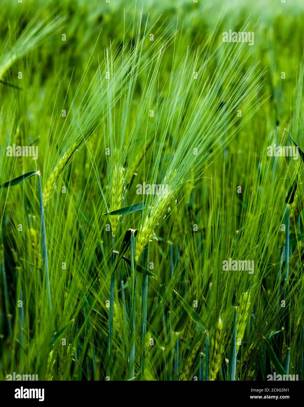 Punte di segale verdi che crescono nel campo. Foto Stock