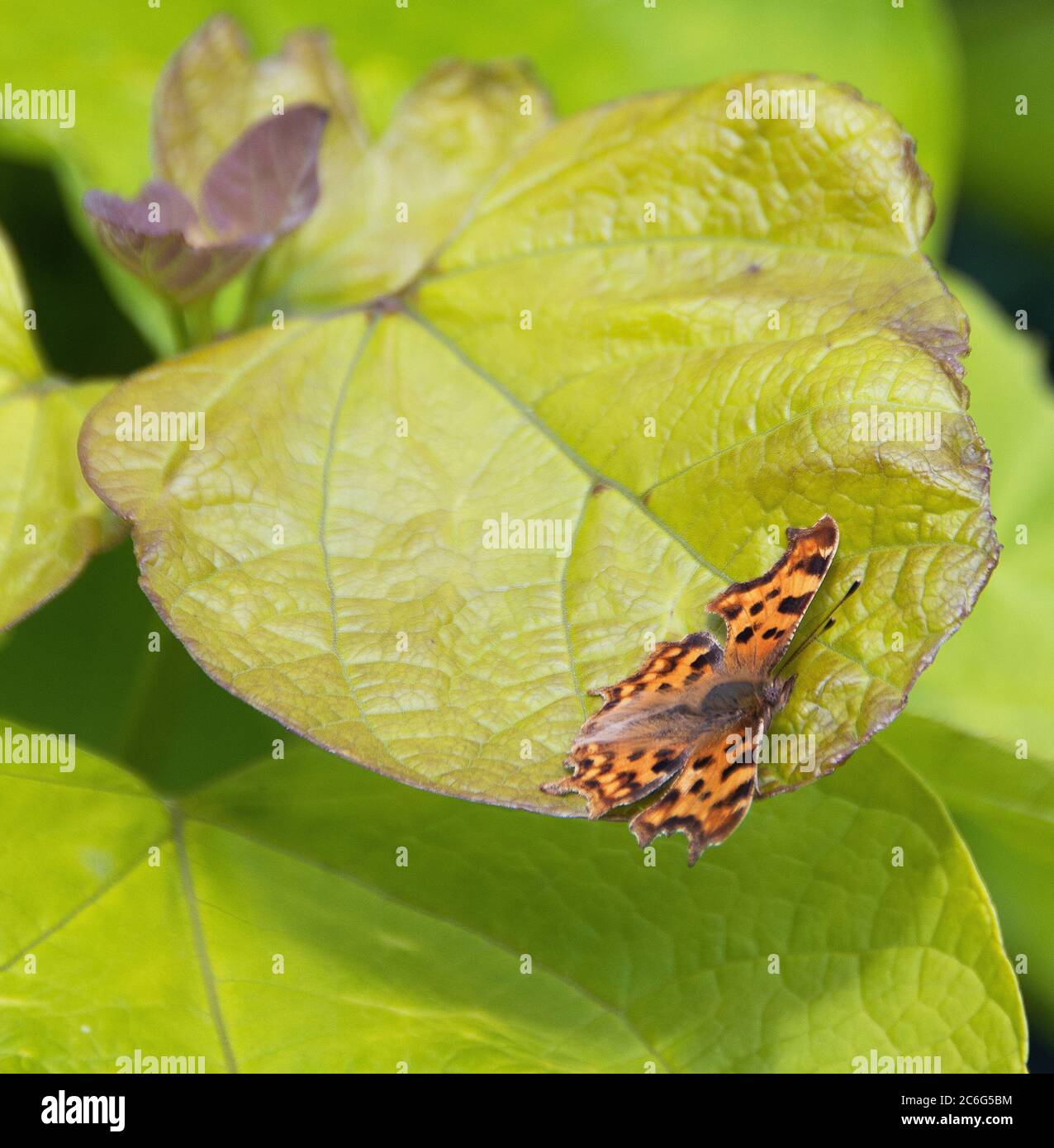 Virgola farfalla su Catalpa bignoniodes ‘Aurea’ come se un atterraggio o lancio-pad Foto Stock