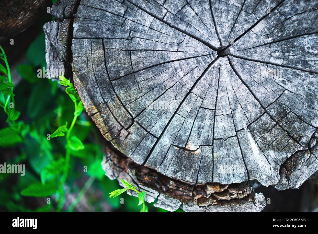 Corteccia di legno. Superficie dell'albero vecchio come sfondo di trama. Foto Stock