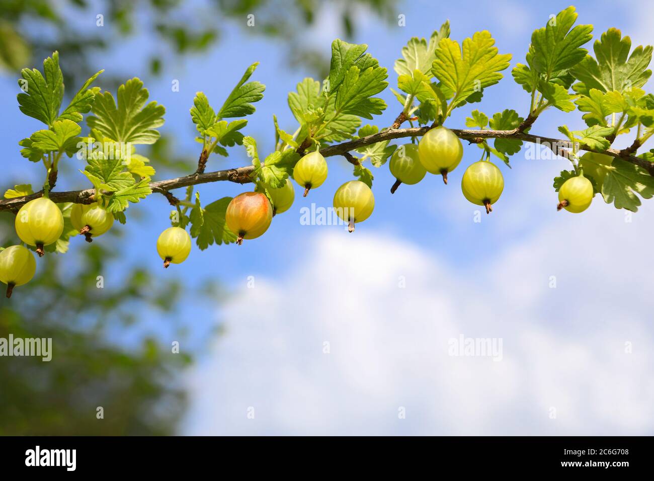 Frutti di bosco freschi su un ramo con cielo blu sullo sfondo con spazio per il tuo testo. Messa a fuoco selettiva. Foto Stock