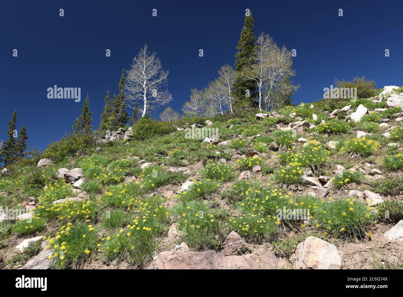 Fiori primaverili su una collina, Utah Foto Stock