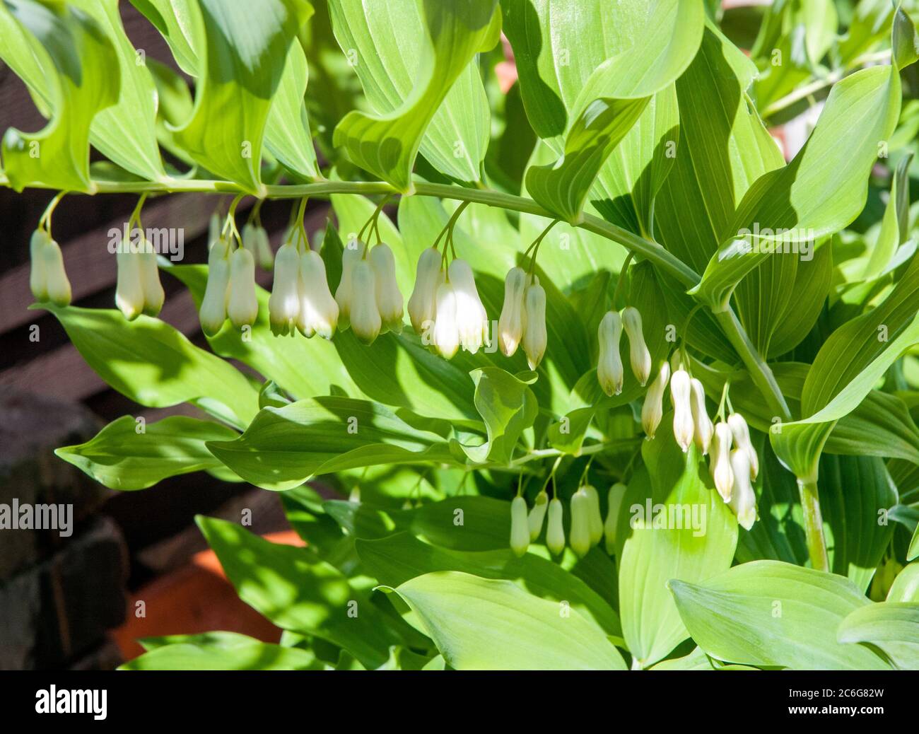 Polygonatum hirtum guarnizione Solomons che mostra gruppi di fiori di colore bianco con punte di verde completamente hardy e meglio coltivate in pieno o ombra parziale Foto Stock