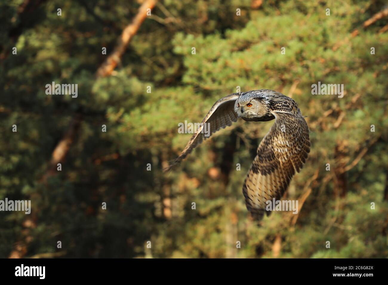 Volare gufo aquila eurasiatica con ali aperte nella foresta autunnale. Fauna selvatica Europa. Bubo Bubo Foto Stock