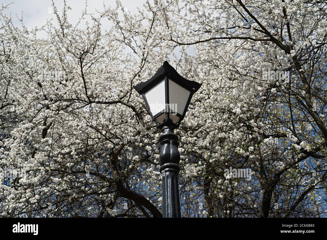 lanterna sullo sfondo di alberi fioriti, giardino fiorito nel parco, primavera Foto Stock
