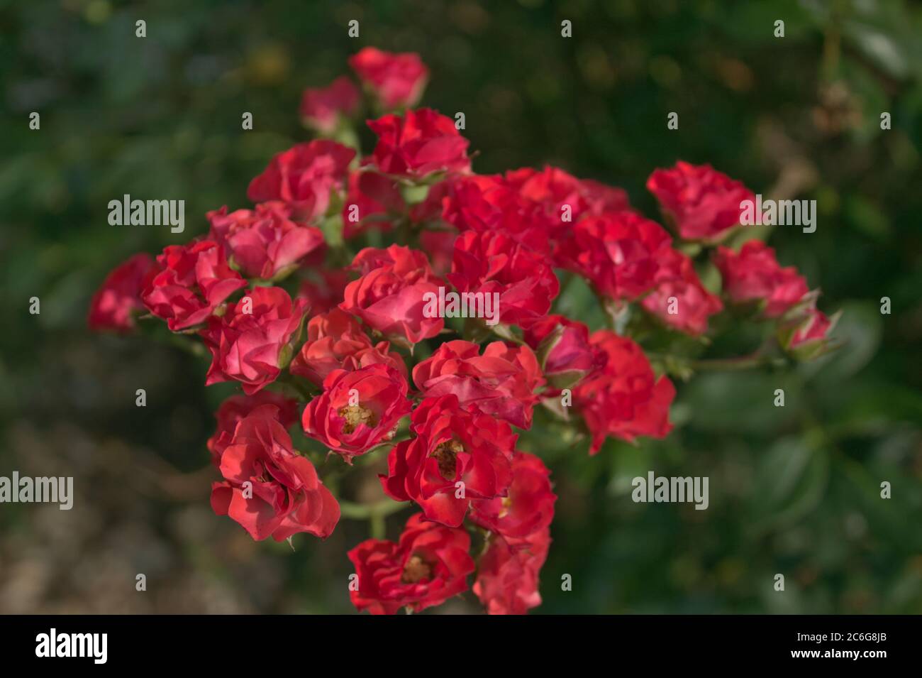 Un grappolo di rose in miniatura Foto Stock