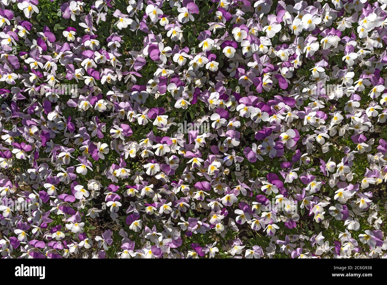 Pansy cornuta (Viola cornuta), mare di fiori, Baviera, Germania Foto Stock