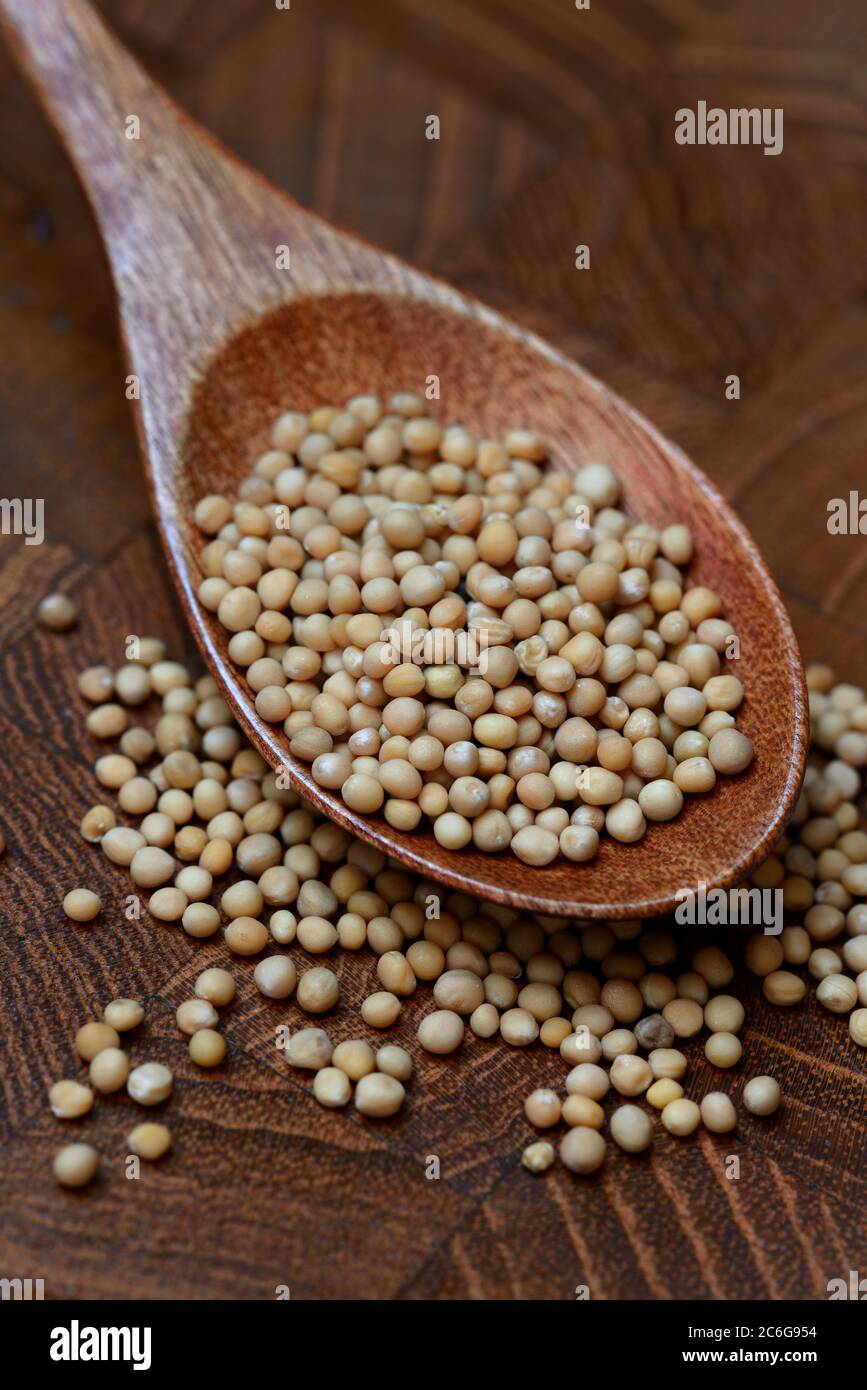 Semi di senape bianca in cucchiaio di legno, Germania Foto Stock