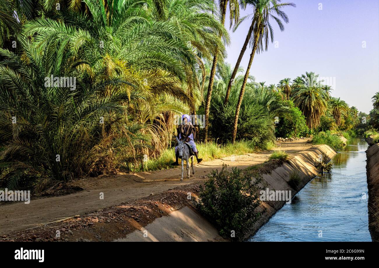 Contadino che cavalcano il suo asino su una strada del villaggio accanto a un canale di irrigazione che fornisce acqua necessaria alle aziende agricole, dal fiume Nilo in Egitto Foto Stock