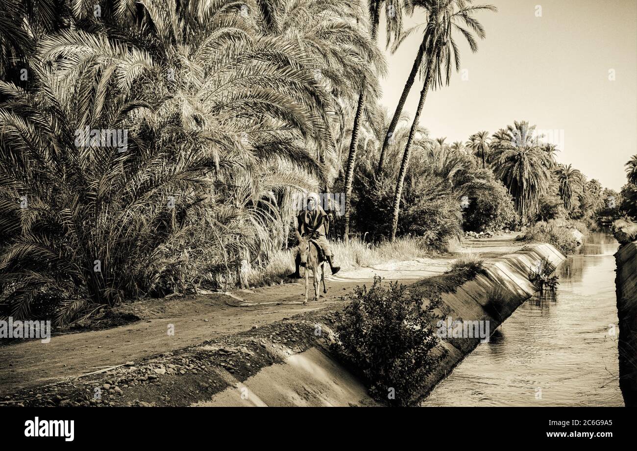 Contadino che cavalcano il suo asino su una strada del villaggio accanto a un canale di irrigazione che fornisce acqua necessaria alle aziende agricole, dal fiume Nilo in Egitto Foto Stock