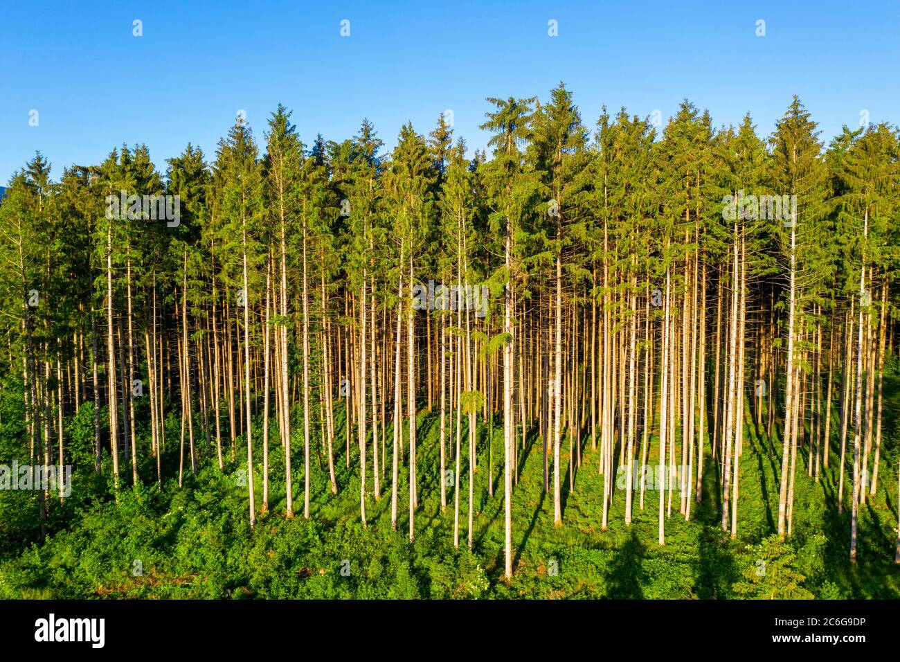 Foresta di abete con sottobosco, vicino a Bad Heilbrunn, Toelzer Land, registrazione di droni, alta Baviera, Baviera, Germania Foto Stock