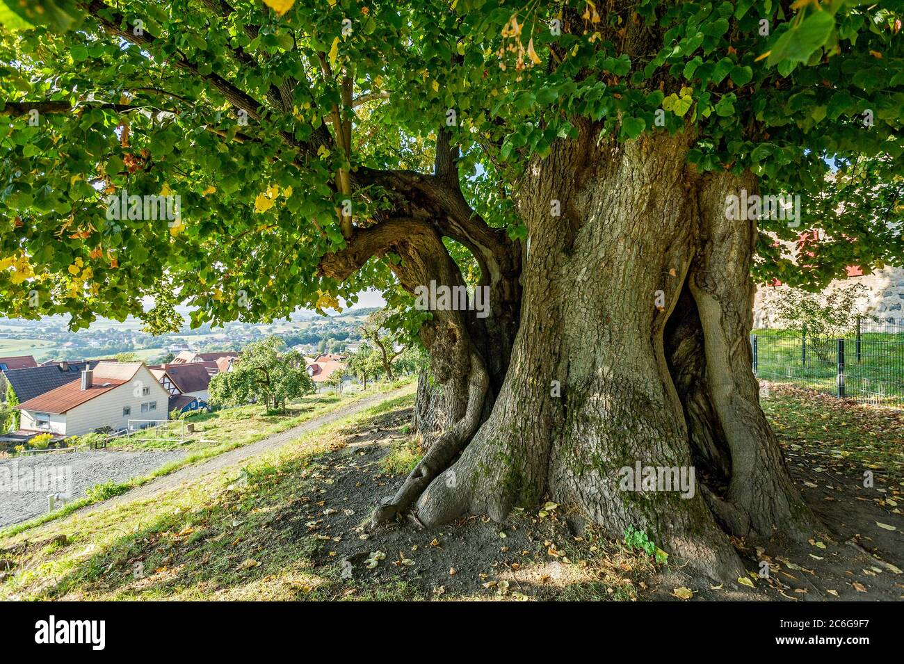 Monumento naturale albero cavo, lime millenaria, Lime piccolo-lievitato (Tilia cordata), Homberg, Ohm, Vogelsberg, Assia, Germania Foto Stock