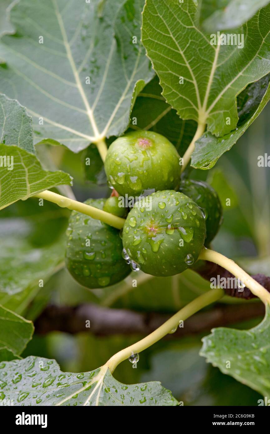 Ficus tree (Ficus), ramo con n e raindrops immaturi, Renania Settentrionale-Vestfalia, Germania Foto Stock