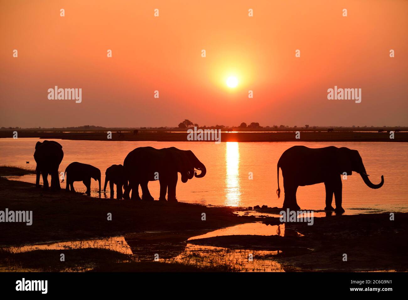Elefanti (Loxodonta africana), silhouette al tramonto, acqua potabile dal fiume Chobe, Parco Nazionale Chobe, Botswana Foto Stock