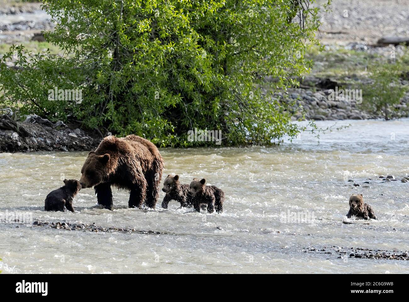 Grizzly 399 con i suoi quattro cuccioli Foto Stock