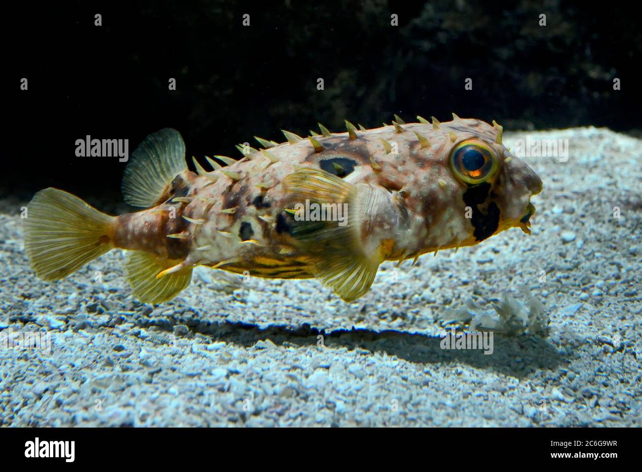 Pesce istrice maculato immagini e fotografie stock ad alta risoluzione -  Alamy