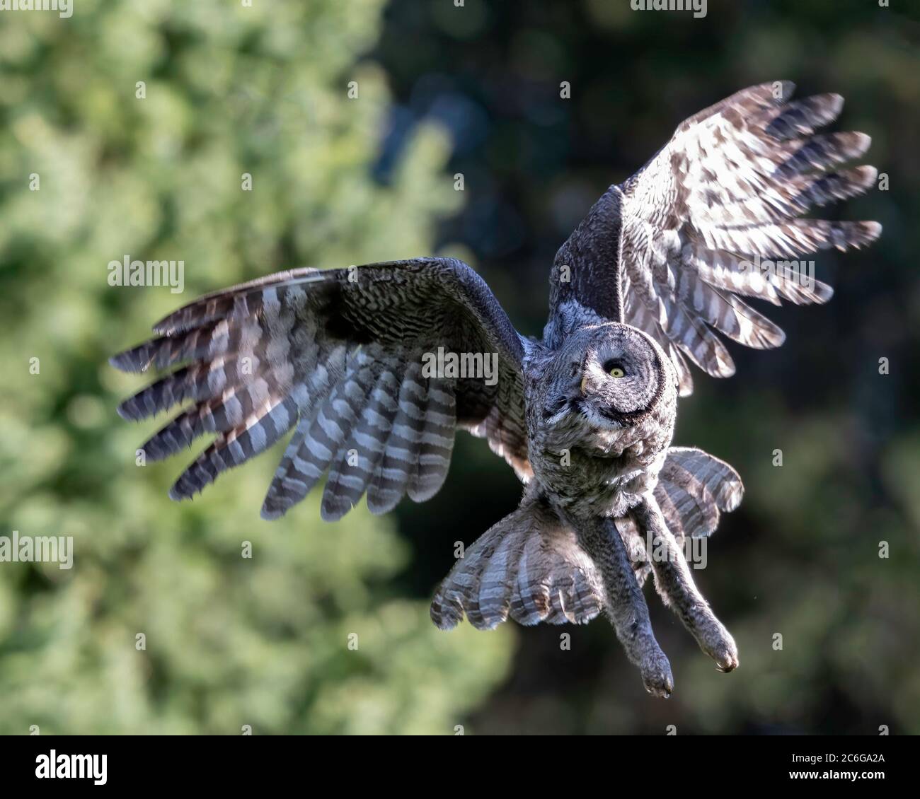 Great Grey Owl (Strix nebulosa), Grand Teton National Park Foto Stock