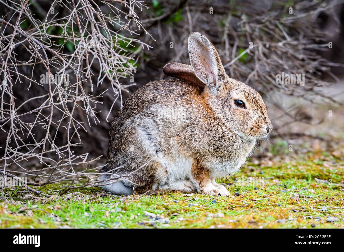 Coniglio comune di Cottontail del Nord America orientale Foto Stock