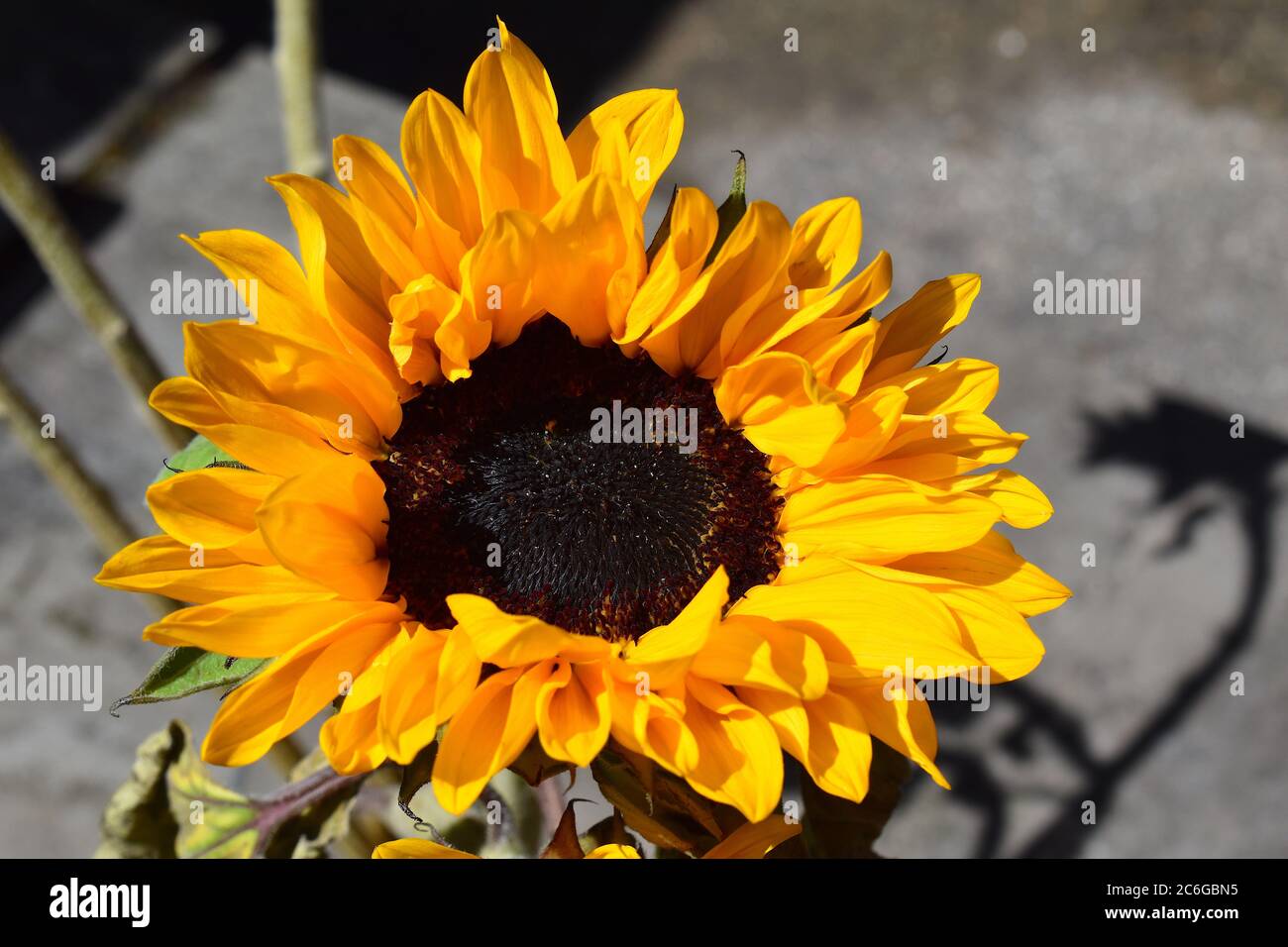 Helianthus annuus è grande forb annuale coltivato come raccolto per il suo olio commestibile e frutti utilizzati come foraggio di bestiame di cibo di uccello selvatico e come pianta ornamentale anche Foto Stock