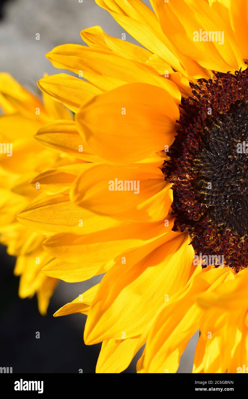 Girasoli sono cibo ma anche meraviglia matematica il modello di semi all'interno di un girasoli segue la sequenza di Fibonacci ogni numero somma i due precedenti Foto Stock