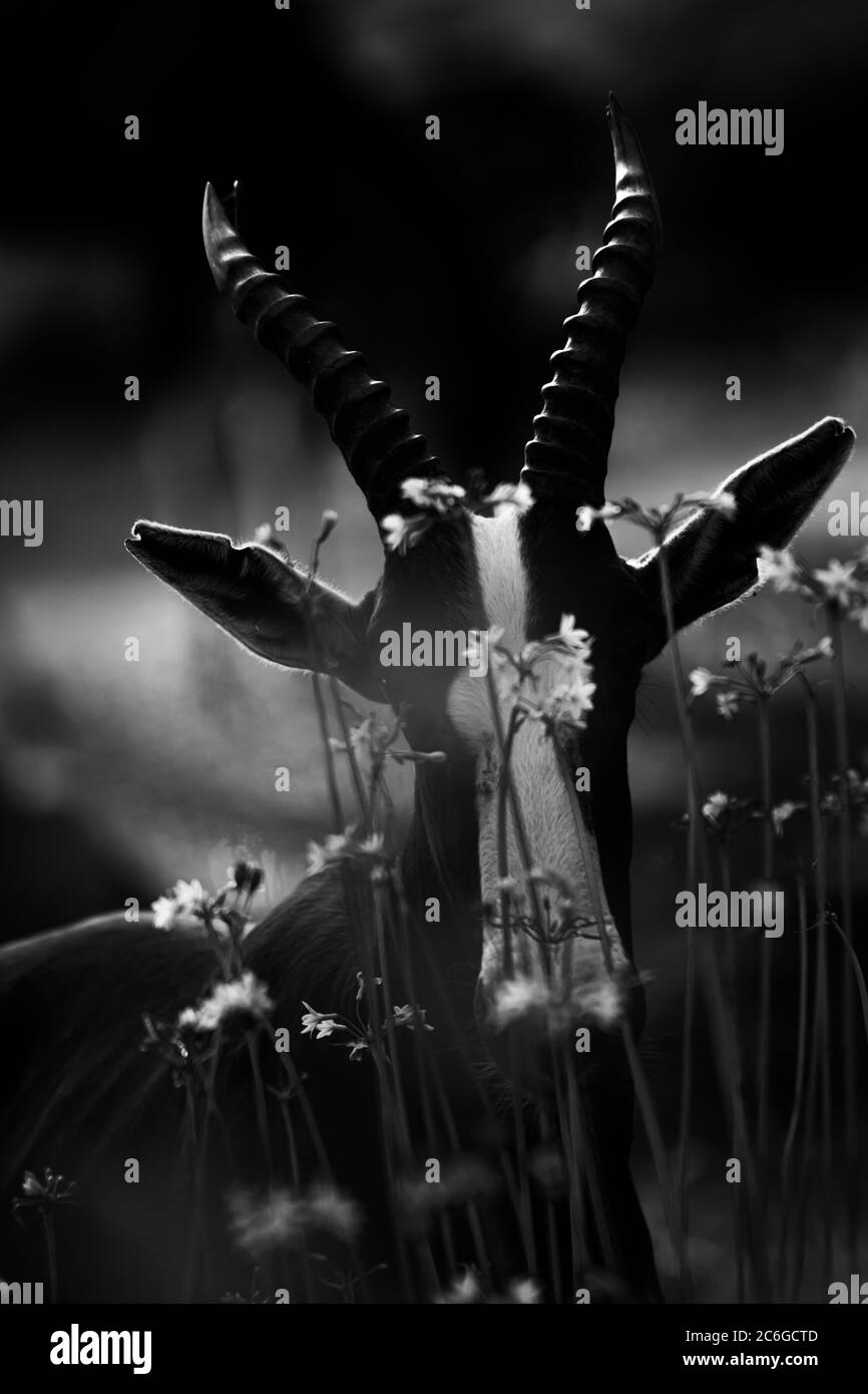 ritratto bianco e nero di blesbok nei fiori selvatici. Blesbok è un antilope endemico del Sudafrica e di Eswatini. Distintivo bianco faccia grande lungo h Foto Stock