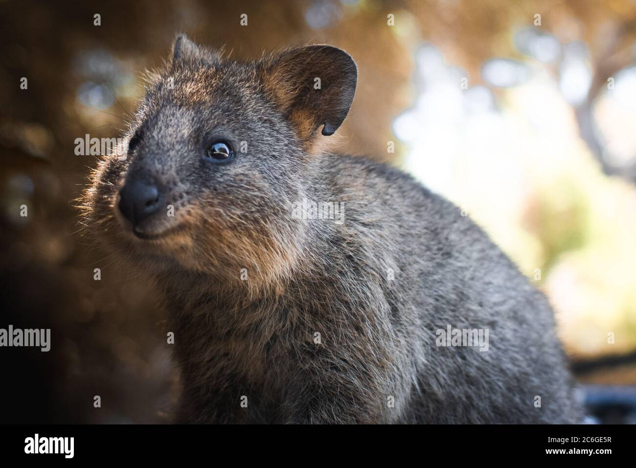 Un quokka carino si è incontrato sull'isola di Rottnest, supposamente l'animale più felice della terra Foto Stock