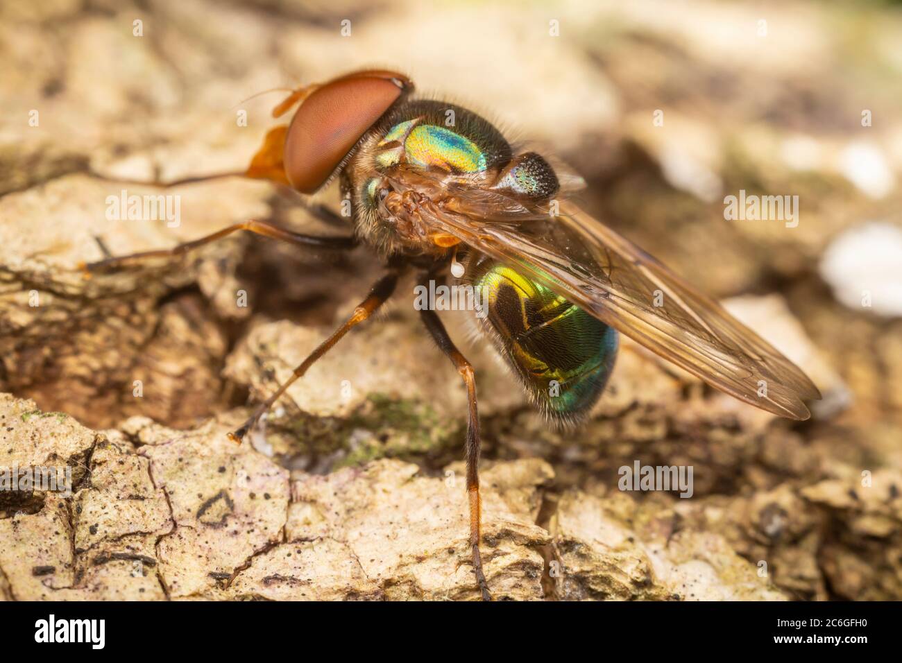 Irridescent Bromeliad Fly (Coppestylum vesicularium) Foto Stock