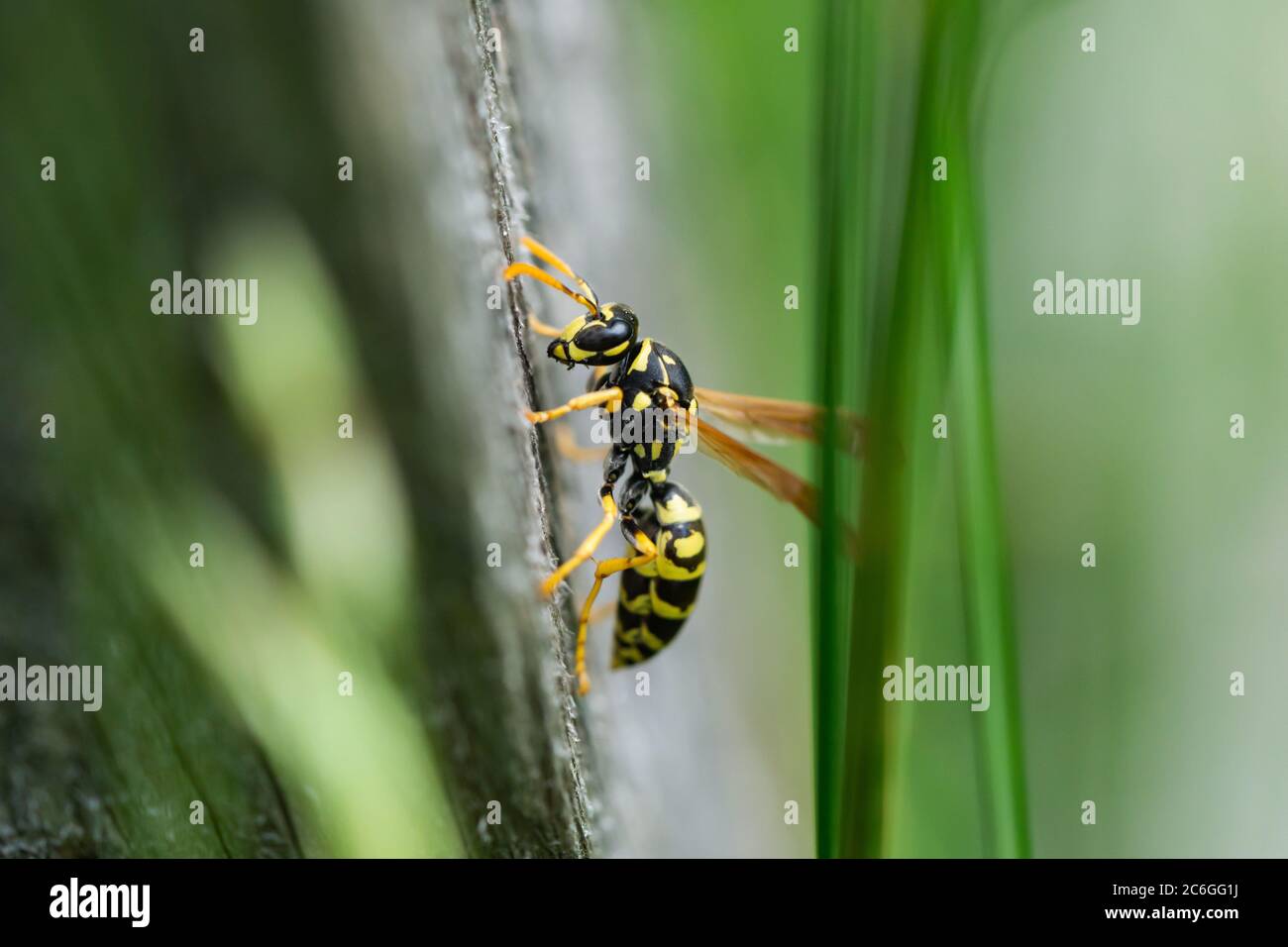 European Paper Wasp a Springtime Foto Stock