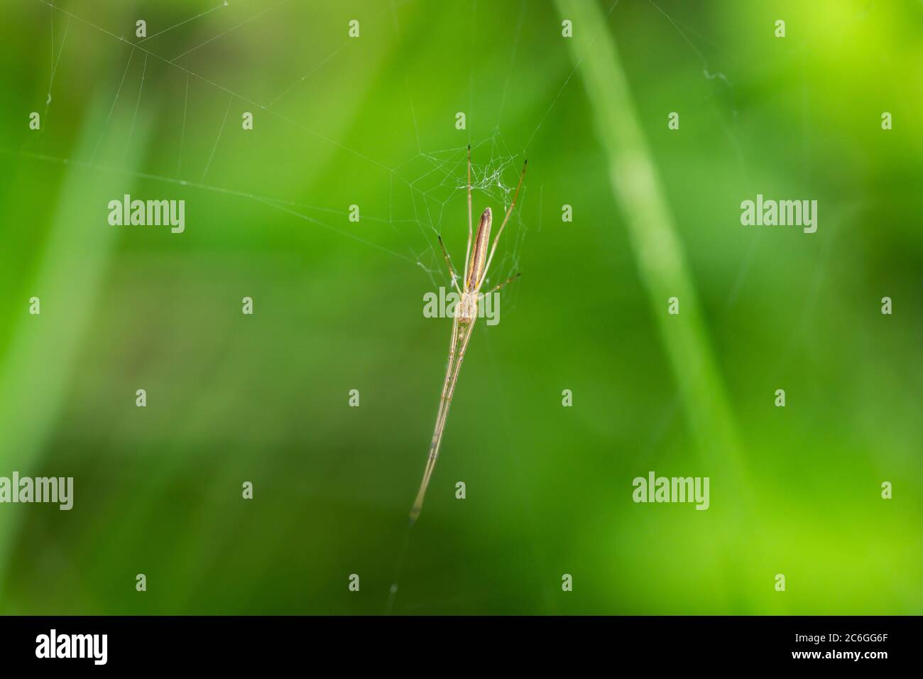 Long Jawed Orb Weaver Spider sul Web Foto Stock