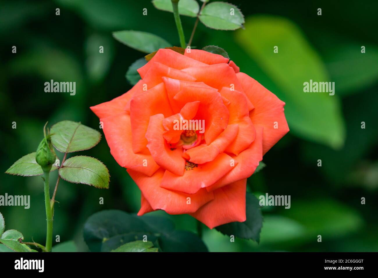 Rosa fiore in primavera Foto Stock