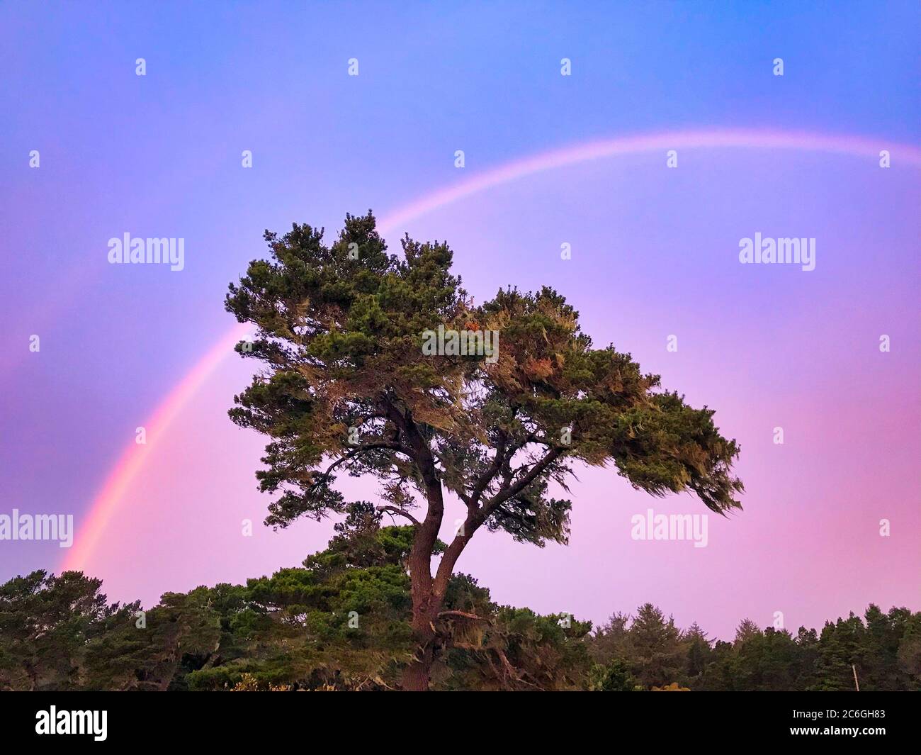Doppio arcobaleno su un unico albero. Foto Stock